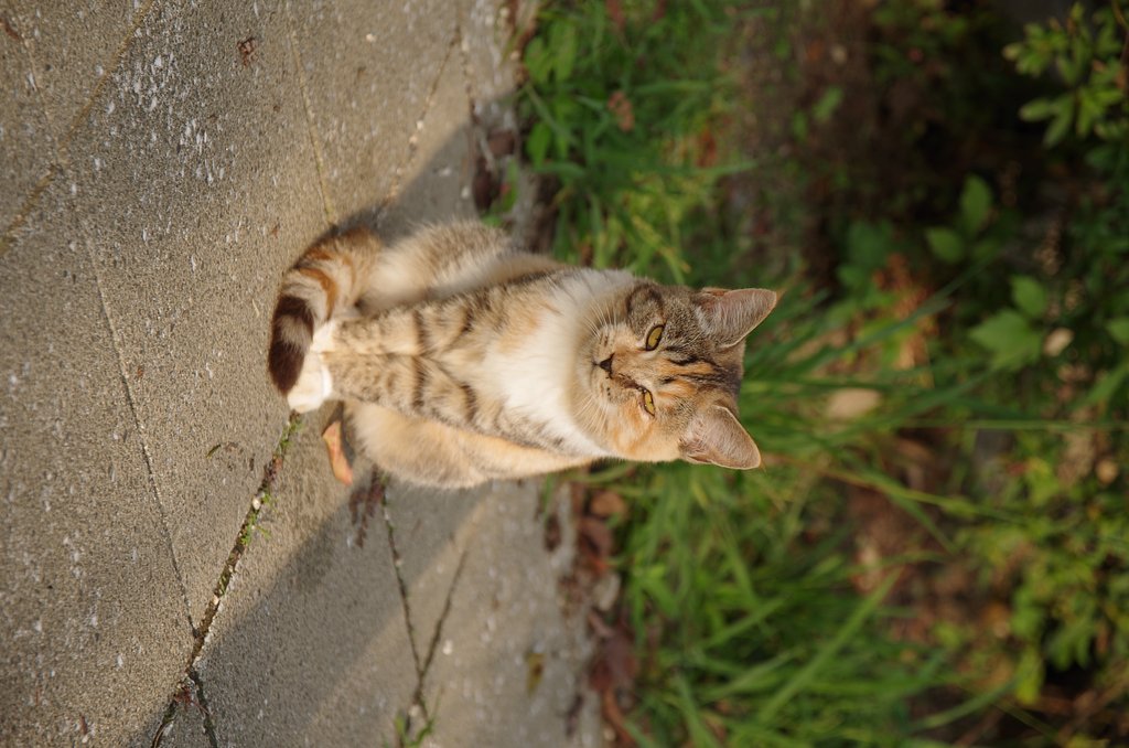 野良２