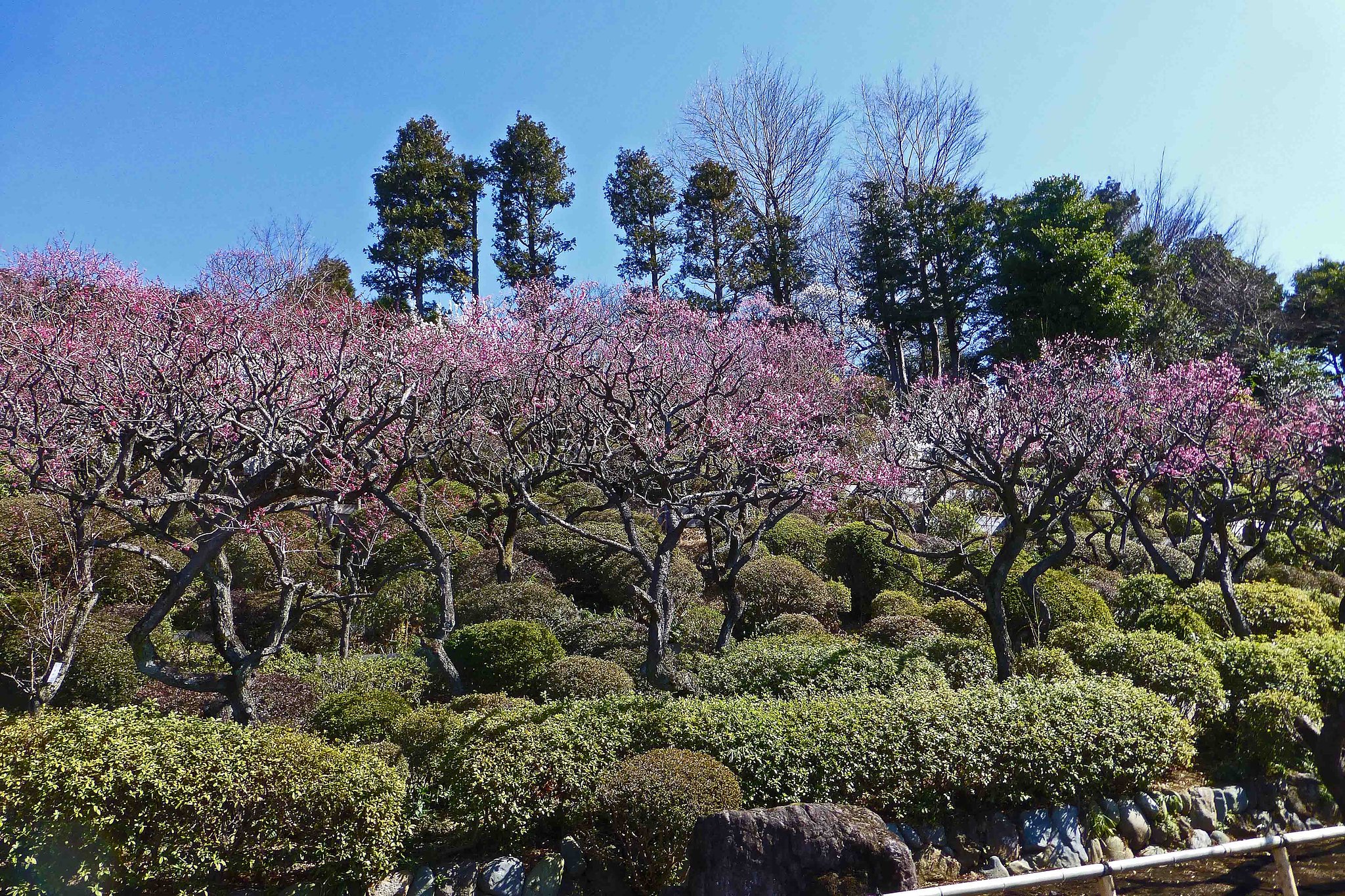 　　　【　池上梅園　梅五題　》
