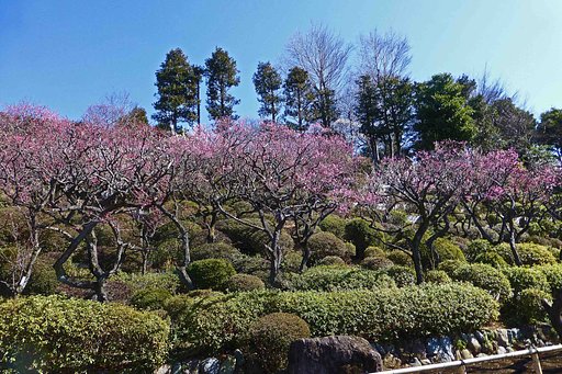 　　　【　池上梅園　梅五題　》