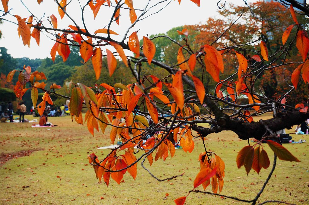 「紅葉」