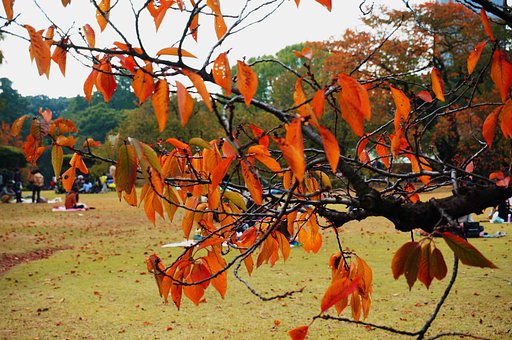 「紅葉」