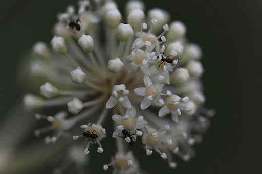 直径３センチの宇宙