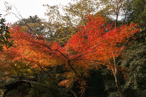 宮島１１