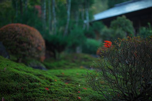 「いのち」　落葉