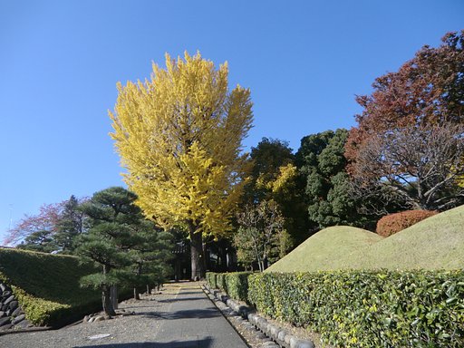 足利の紅葉
