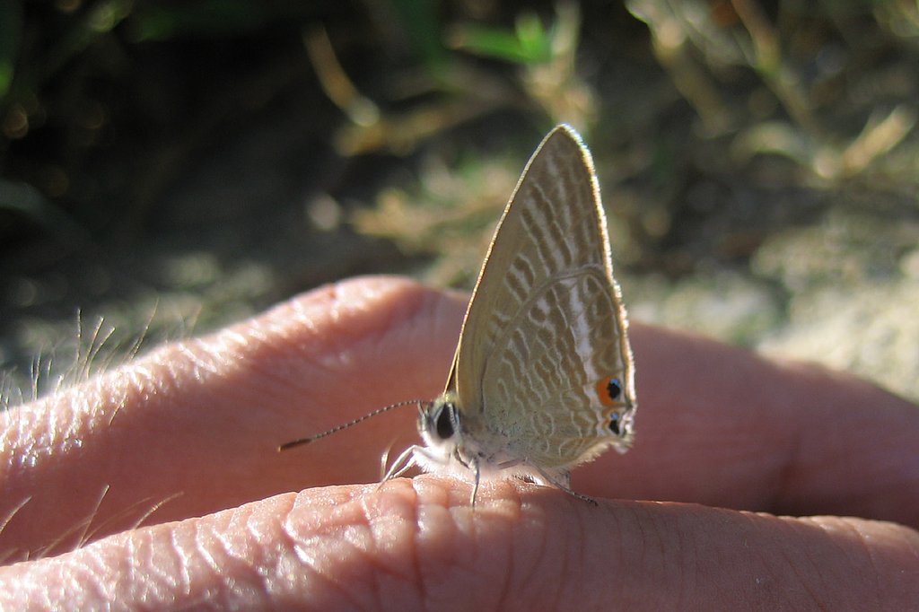 【いのち】優しさ、軽さ、重さ