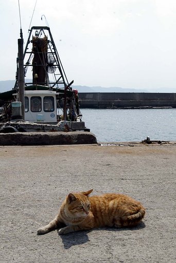 岸壁の猫その２