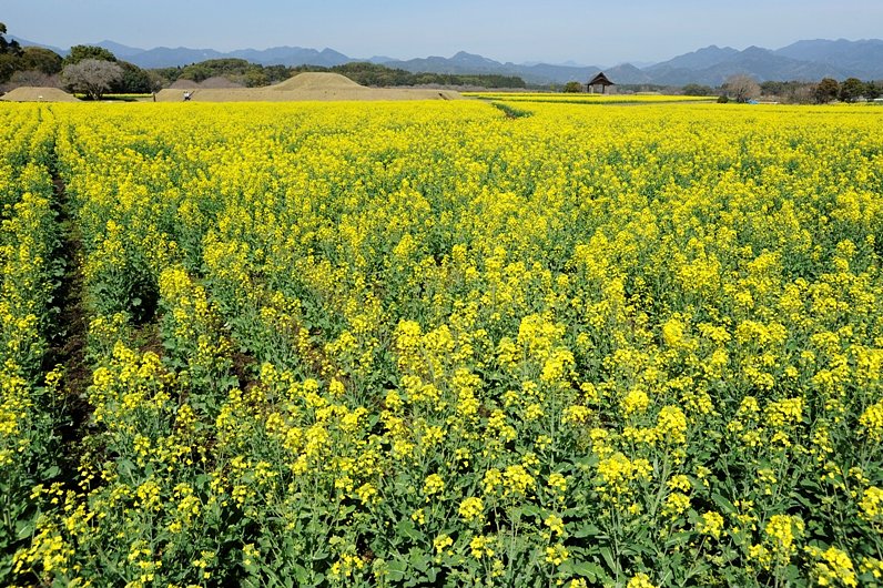 菜の花がいっぱい