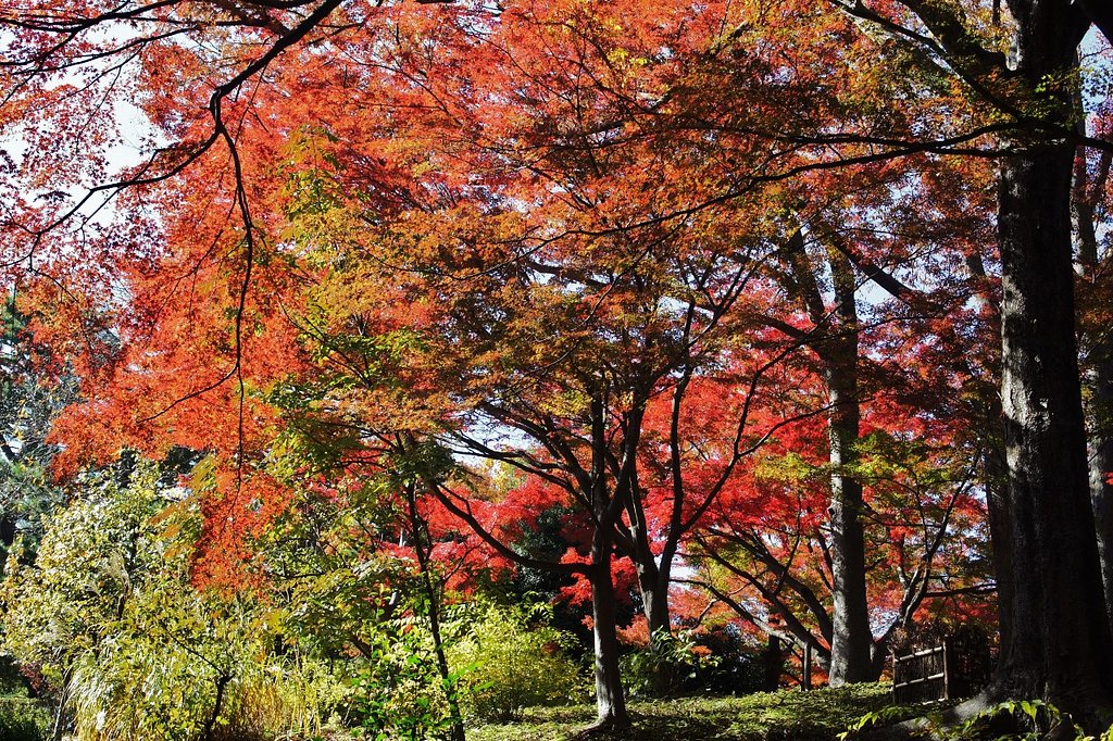 殿ケ谷戸庭園