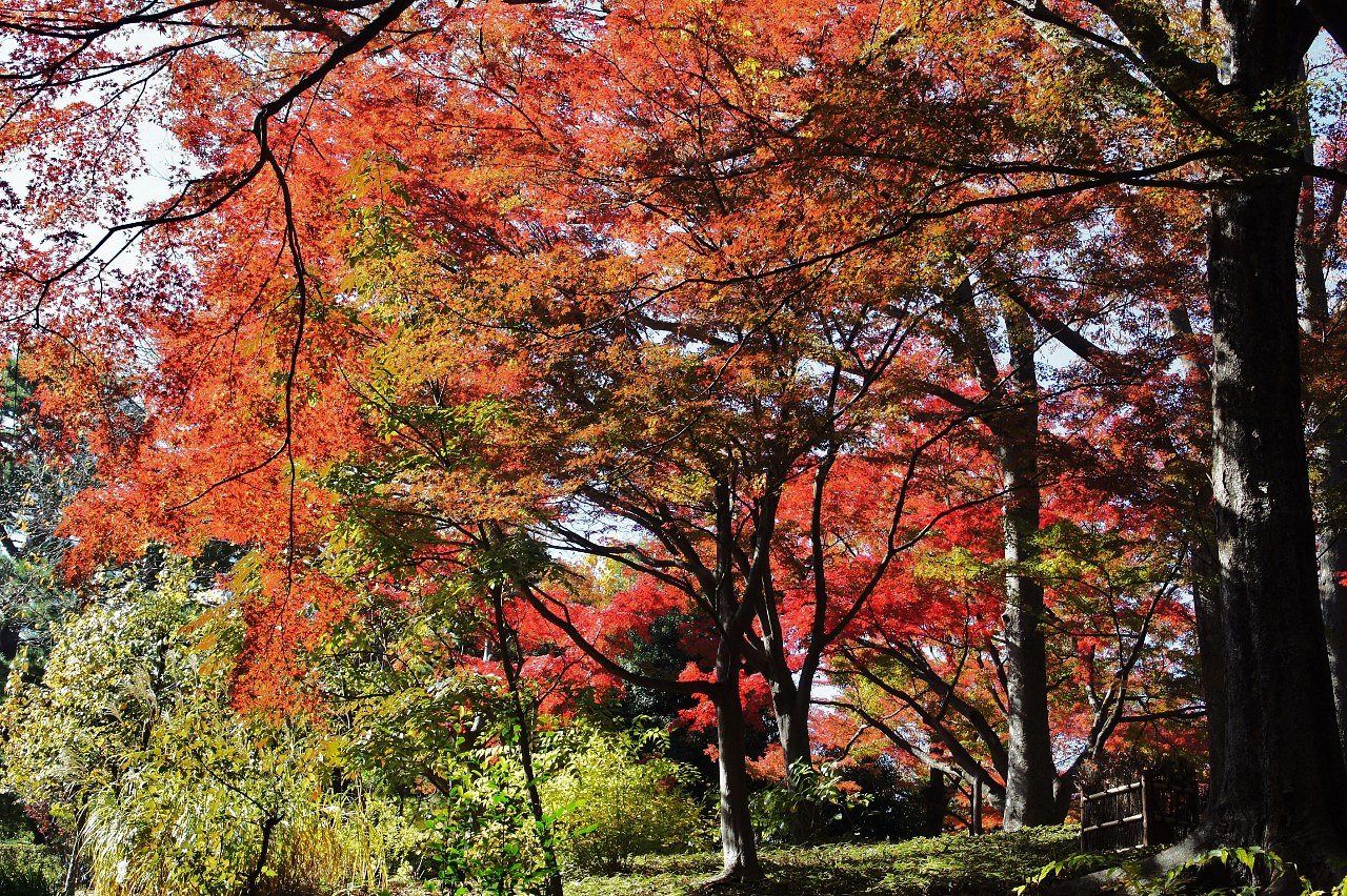 殿ケ谷戸庭園