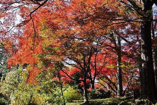 殿ケ谷戸庭園
