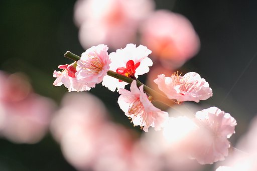 春色満開