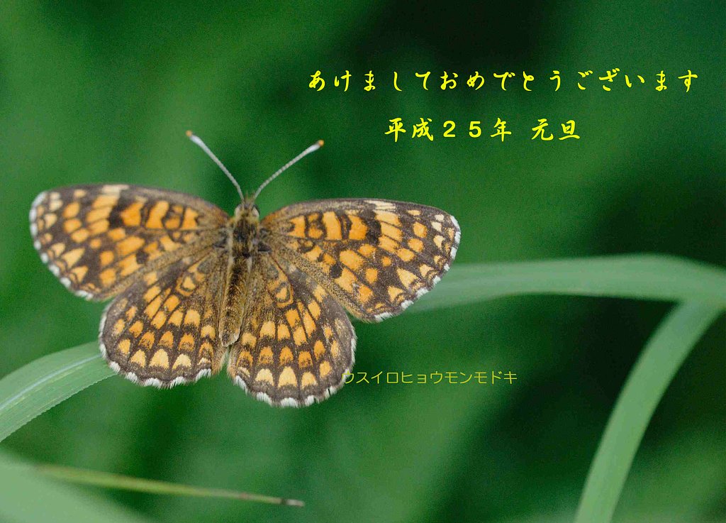 ウスイロヒョウモンモドキ