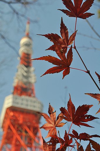 正月の紅葉