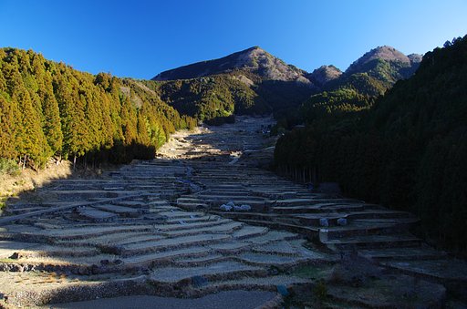試写