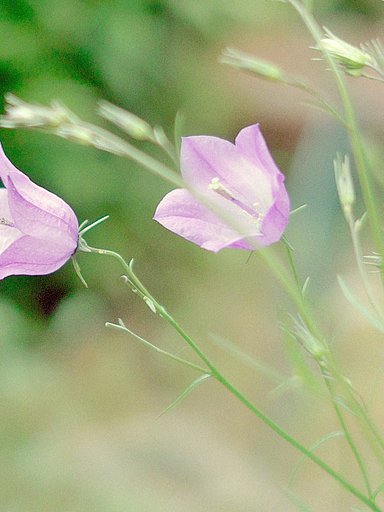【風を感じて】桔梗科の花