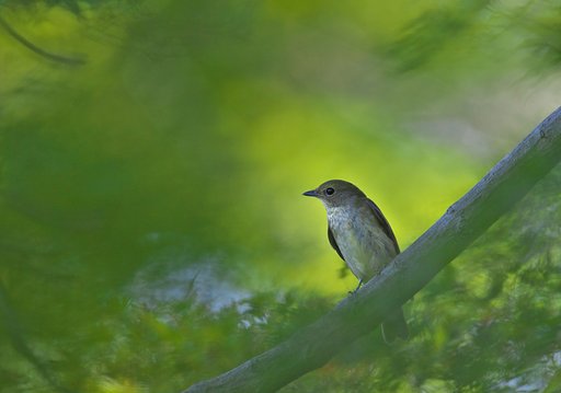 エゾビタキですかね