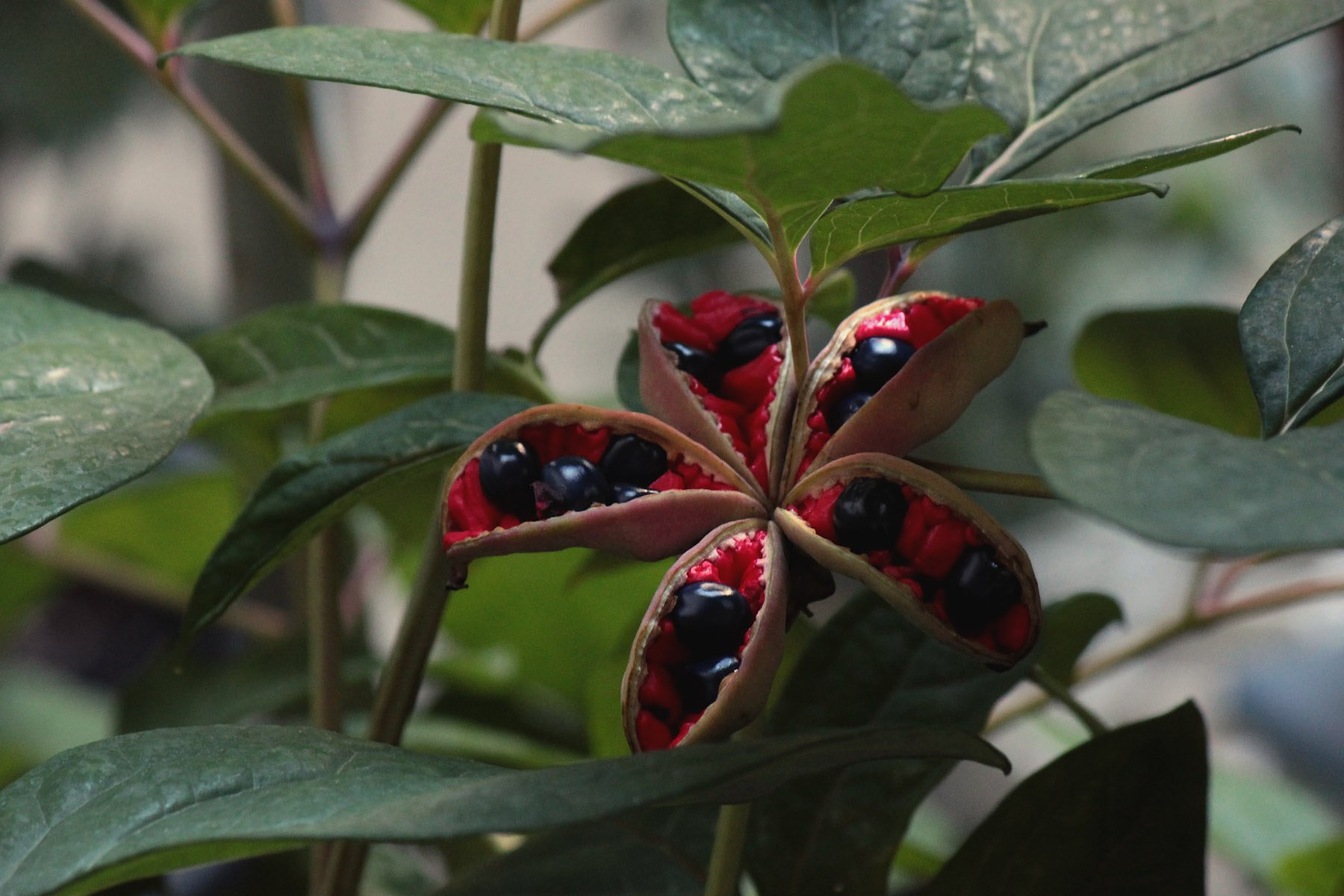 芍薬の秋