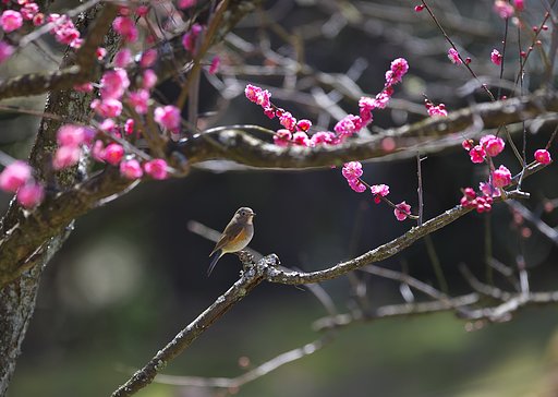 紅梅に止まって候
