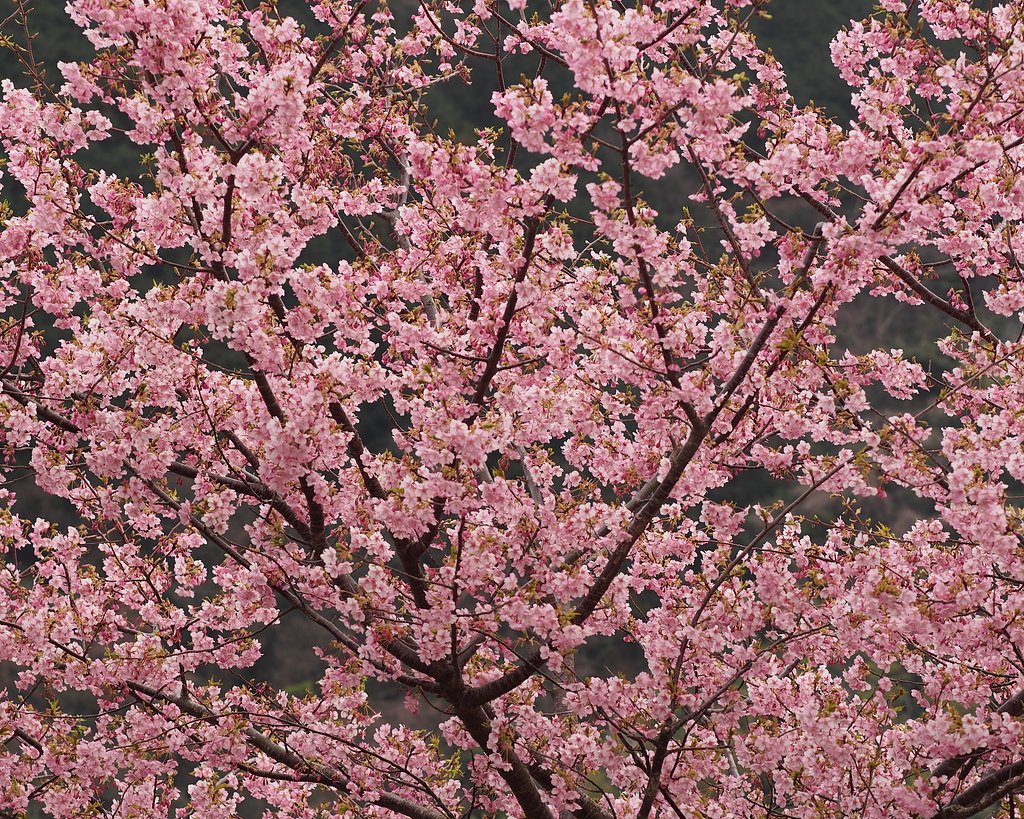 河津桜