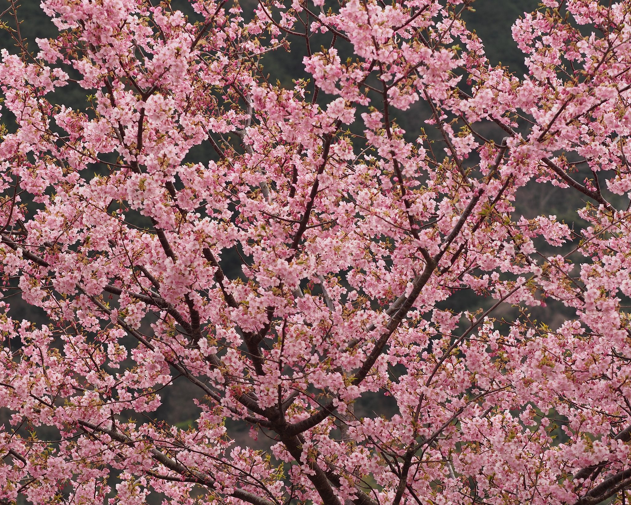 河津桜