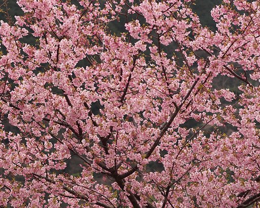 河津桜
