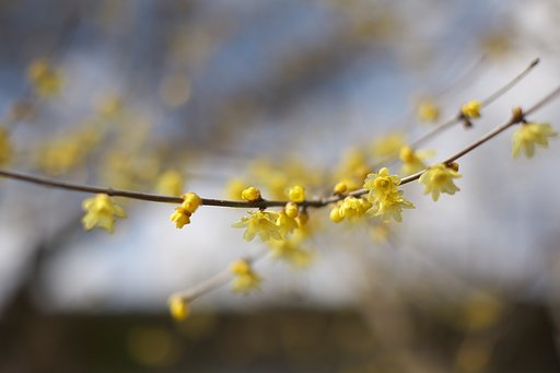 春爛漫