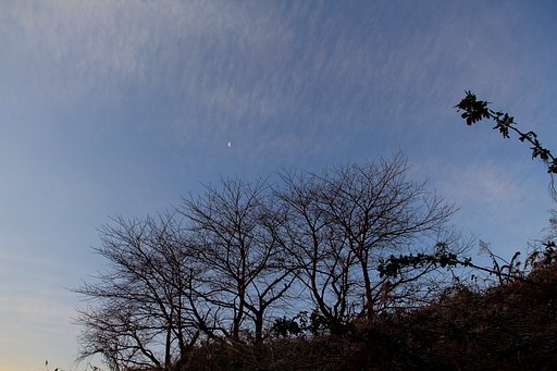 寒冷の朝と冬月