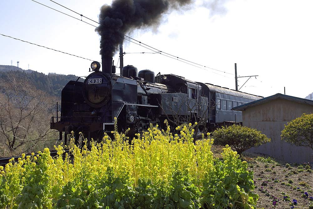 春の大井川沿線