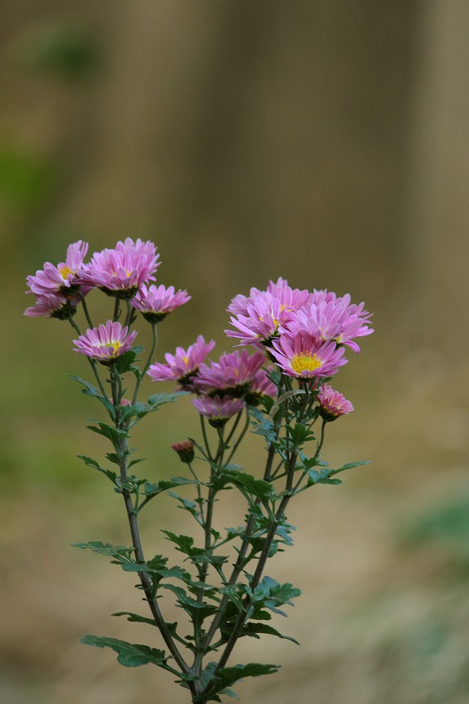 冬の菊