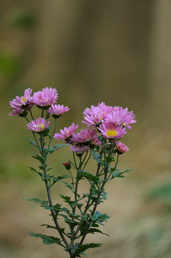冬の菊