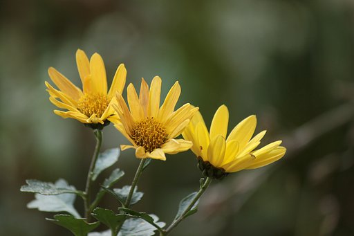 菊の終焉、艶姿