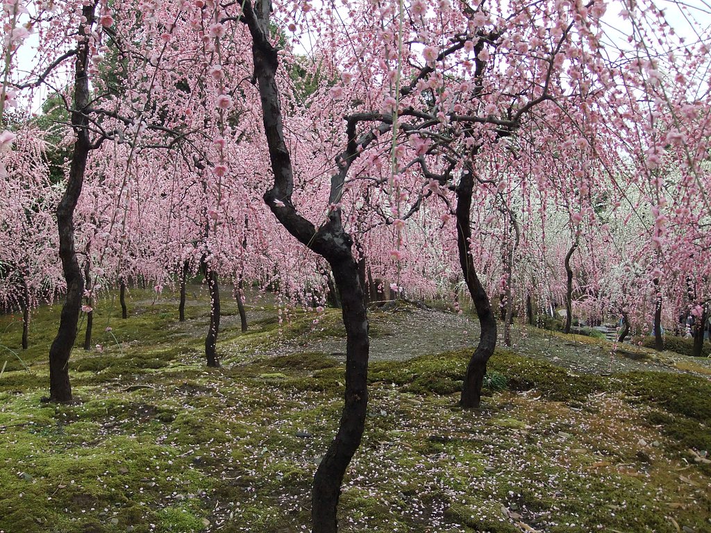 去年の梅