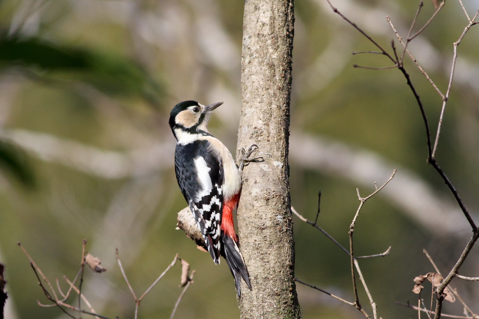 アカゲラ♀