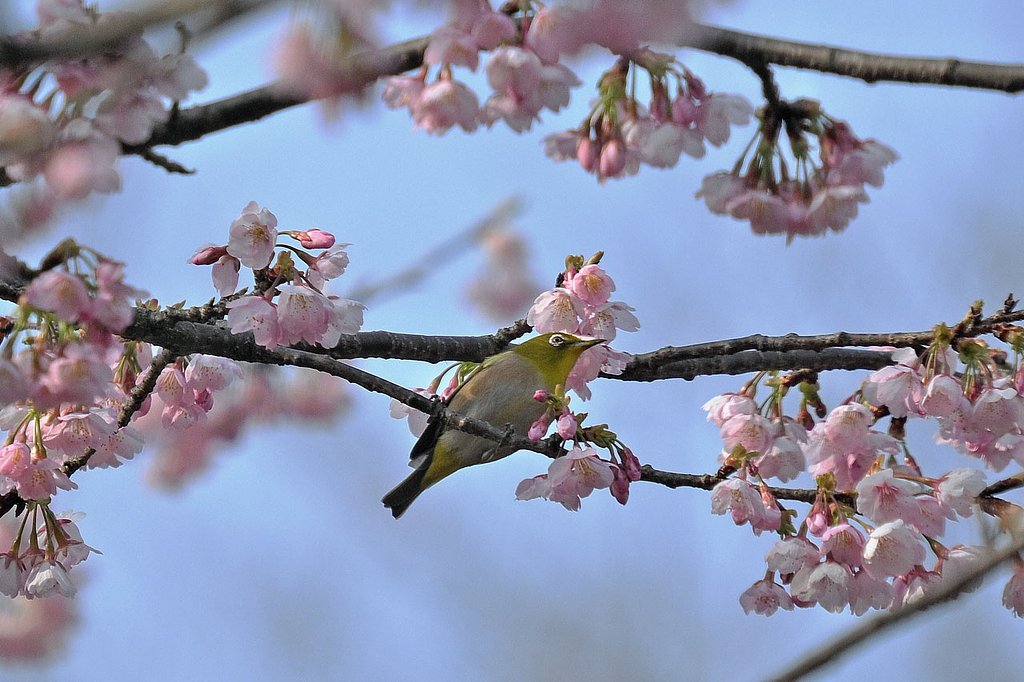 大寒桜とメジロ