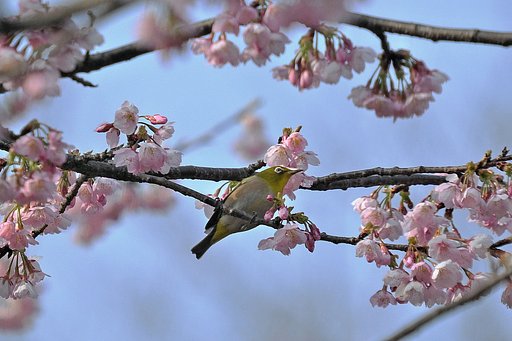 大寒桜とメジロ