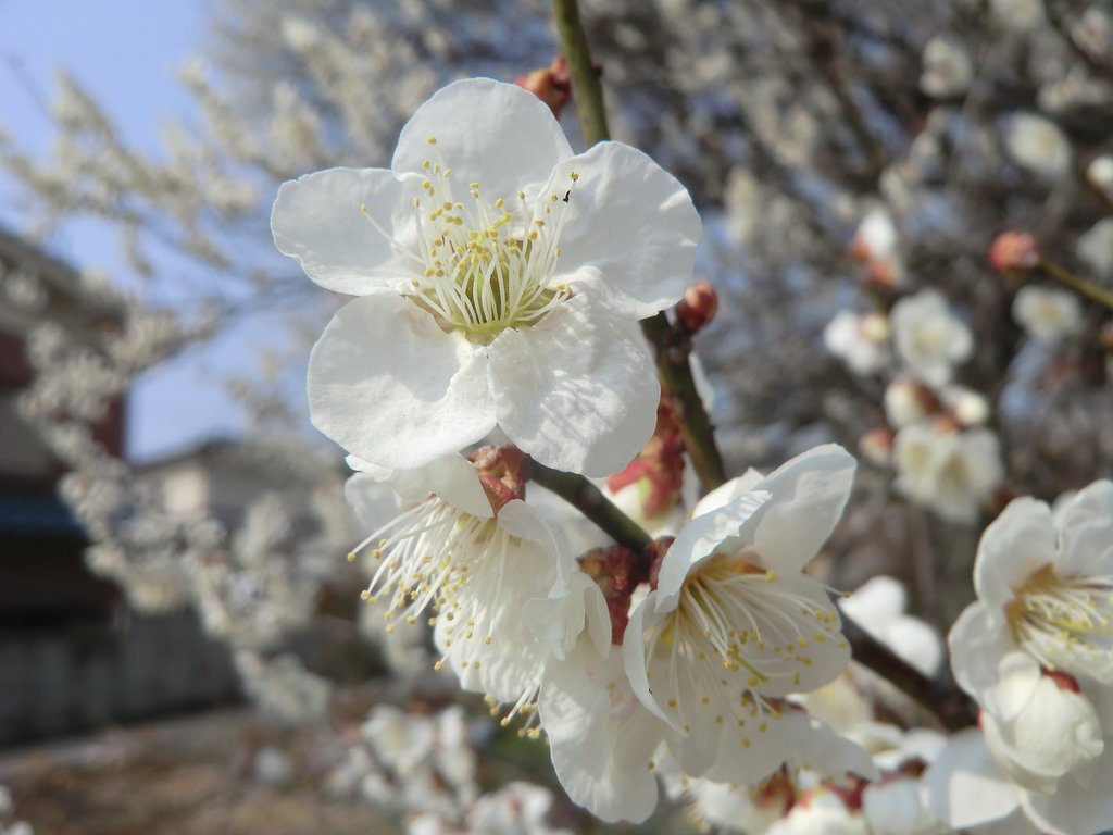 梅の花