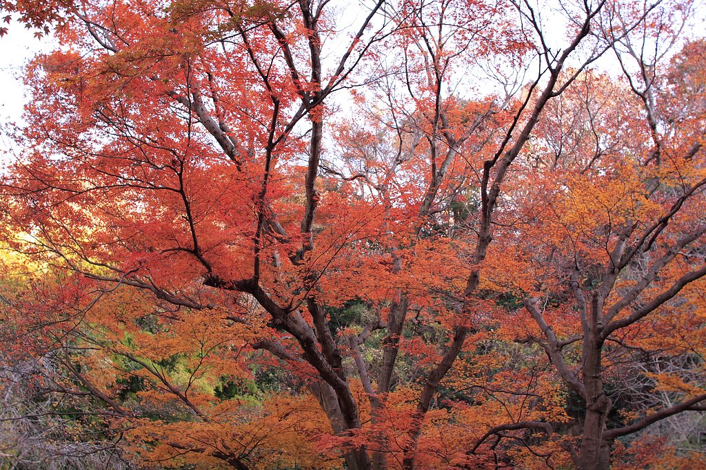 紅葉＠瑞泉寺