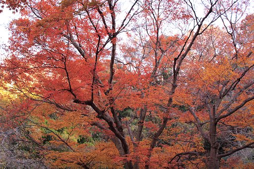 紅葉＠瑞泉寺