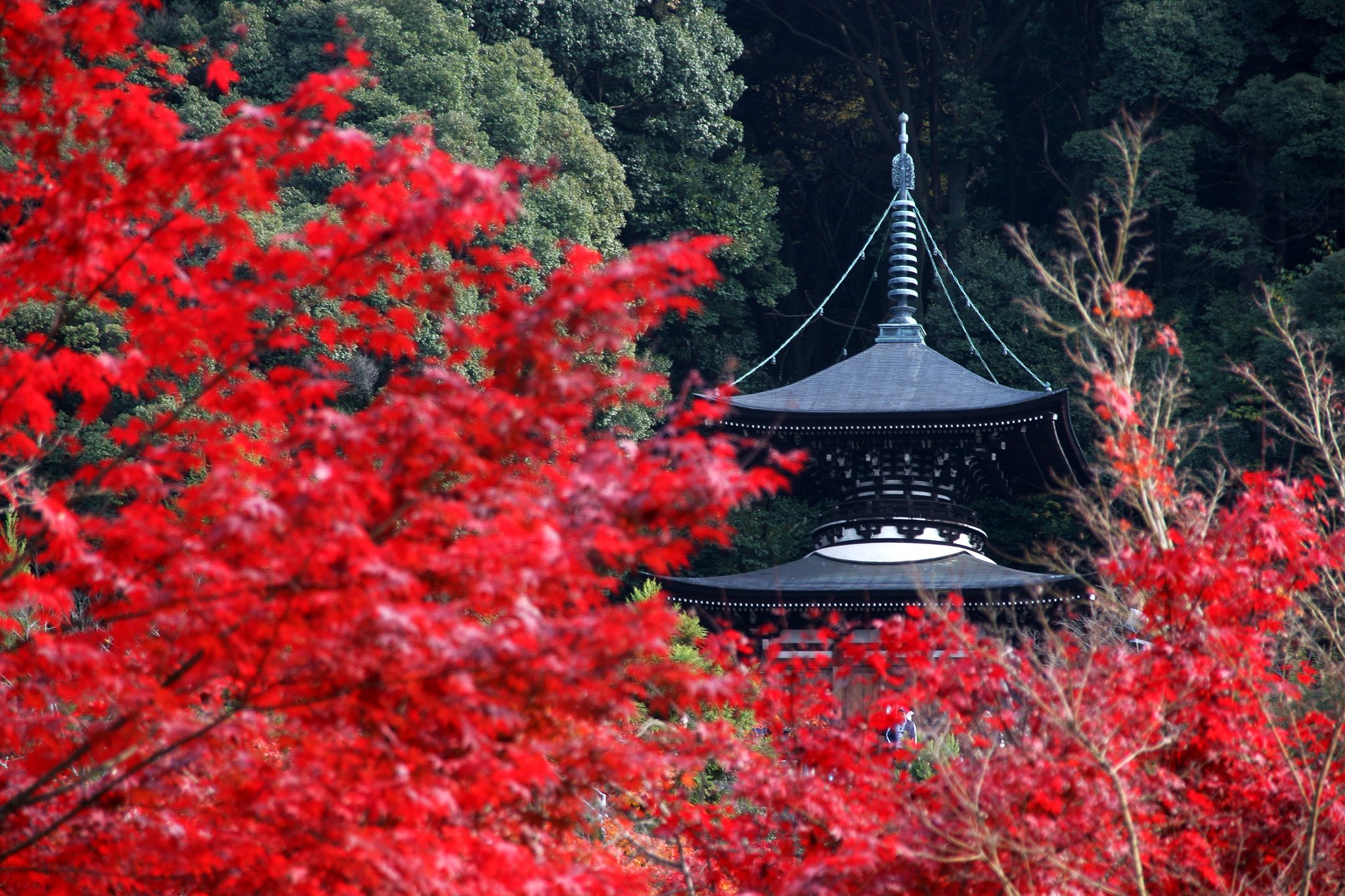 京の紅葉