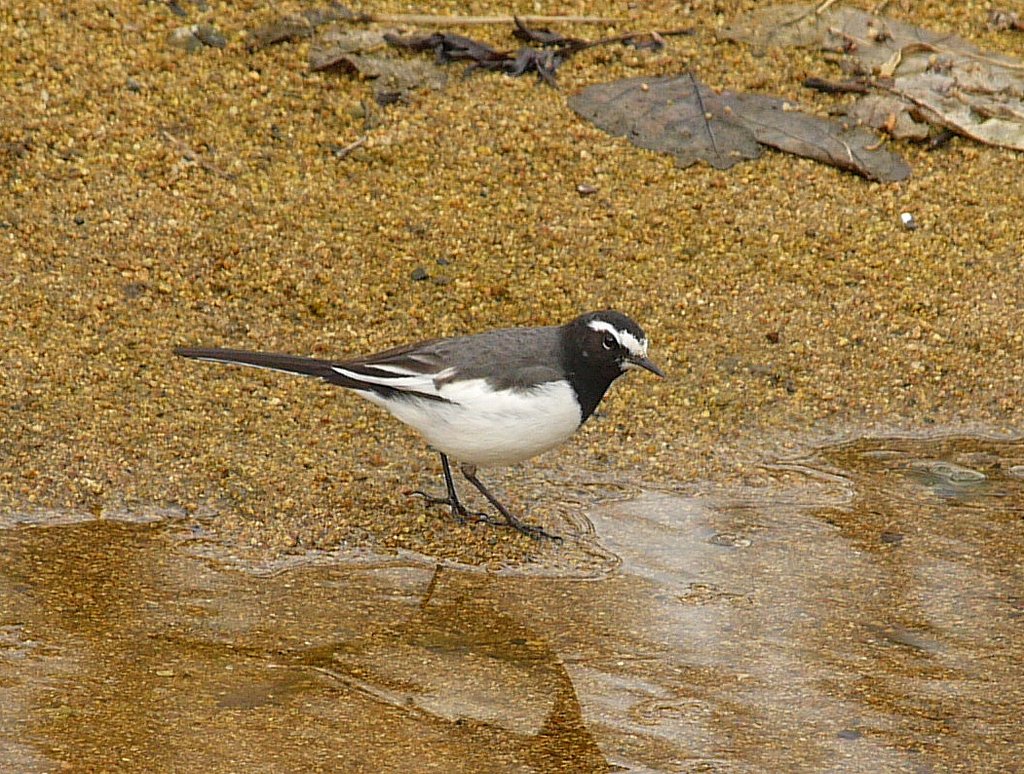 珍鳥？
