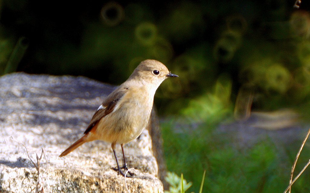 散歩で鳥見A