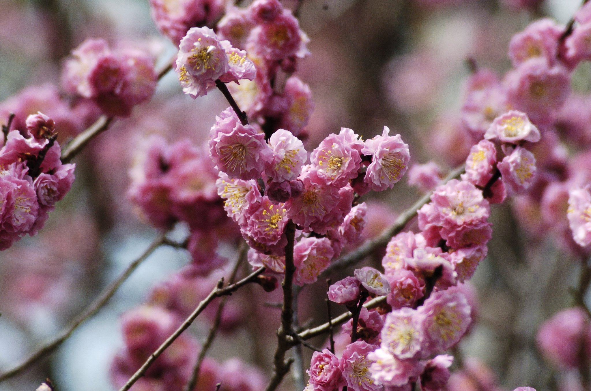梅の花