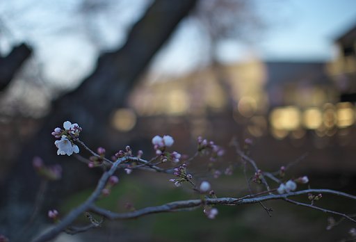 ソメイヨシノ開花