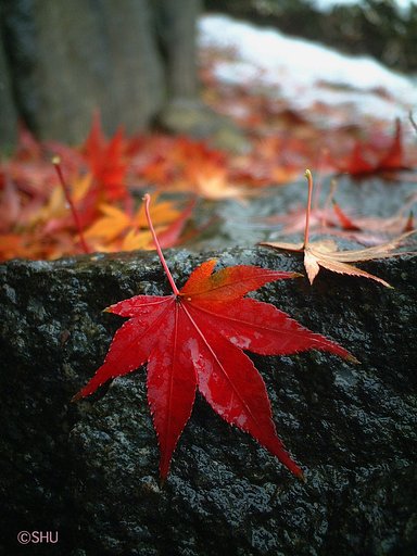 残紅葉