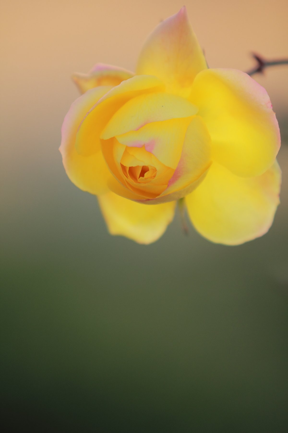 冬の薔薇
