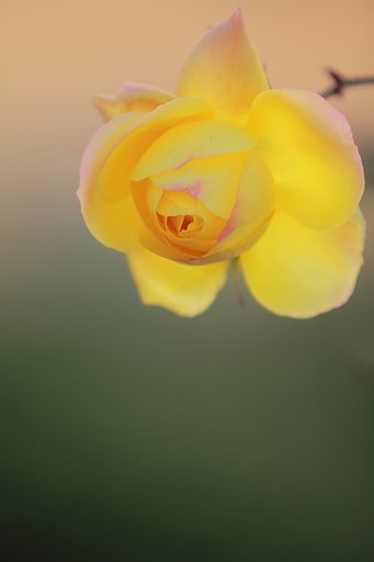 冬の薔薇