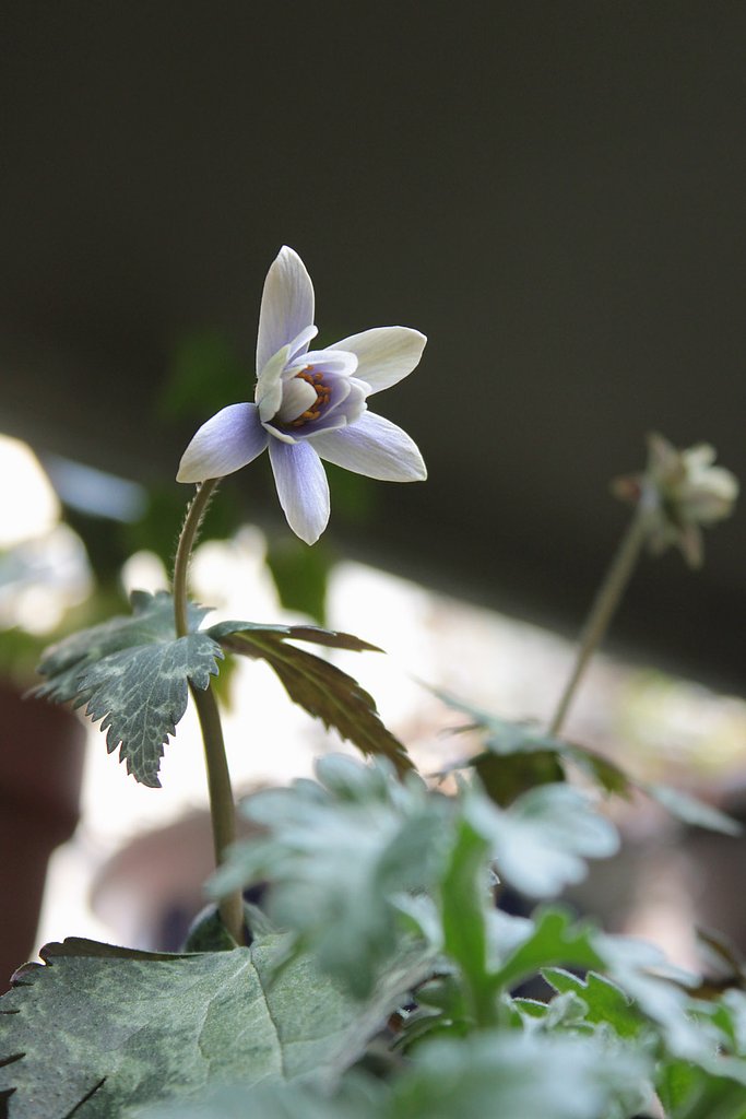 鉢植えのユキワリイチゲ