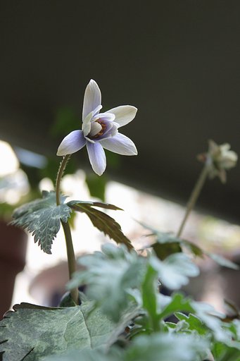 鉢植えのユキワリイチゲ