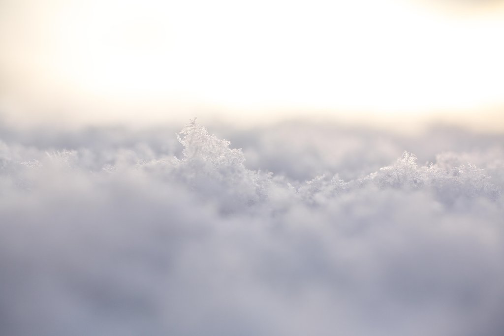 今朝の雪